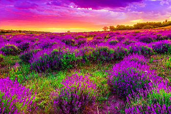 Pretty filed, purple, season, prehistoric, field, nature, flora, sunset HD wallpaper