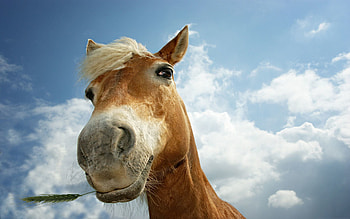 Animals, Sky, Clouds, Mane, Head, Horse HD wallpaper