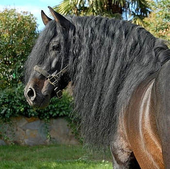 Splendorous Main, spanish, andalusian, horses, bay, iberian HD wallpaper