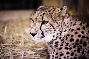 Animals, Cheetah, Muzzle, Predator HD wallpaper
