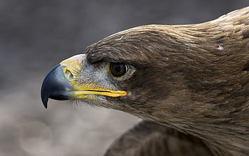 Animals, Feather, Macro, Bird, Beak, Head, Eagle, Profile, Orlan HD wallpaper