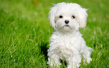 Bolognese Dog, Maltese , Animals HD wallpaper