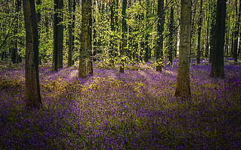 Bluebell Forest in England, England, trees, flowers, bluebells, forest HD wallpaper