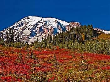 Field of Flowers, sky, snow, flower, mountain HD wallpaper