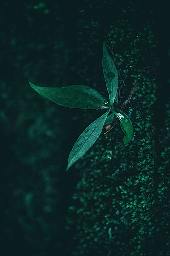 Drops, Plant, Macro, Sheet, Leaf, Moisture HD phone wallpaper