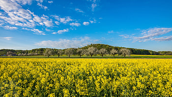 Rapeseed HD wallpaper