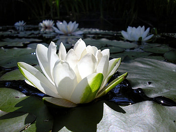 Plants, Flowers, Lilies HD wallpaper