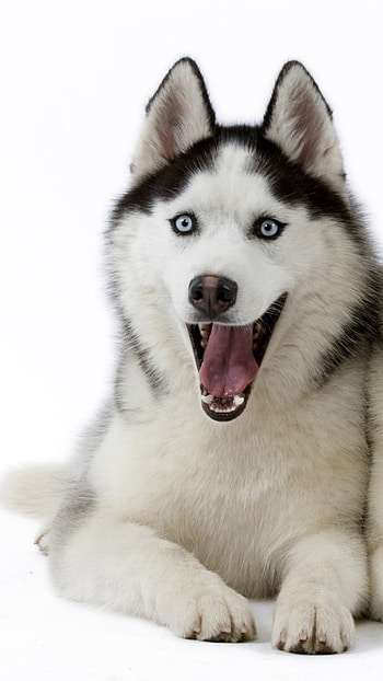 dog, Animal, husky HD phone wallpaper