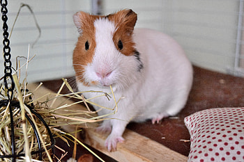 Animals, Guinea Pig, Rodent, Cell, Cage HD wallpaper
