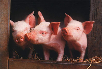 THREE PIGLETS, pink, piglets, pigs, swine, pet, three, pig HD wallpaper