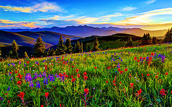 Wildflower Sunset Hill, blossoms, clouds, landscape, sky, flowers HD wallpaper
