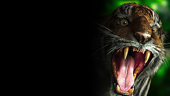 tiger, teeth, scary HD wallpaper