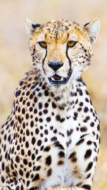 Cheetah , Top-notch selection, High-definition , customization HD phone wallpaper