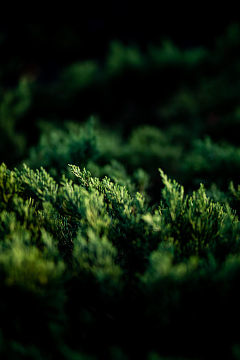 Plant, Macro, Branches, Thuja HD phone wallpaper