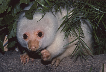 Kler cuscus, San Diego Zoo, Australian marsupial, Wildlife education HD wallpaper