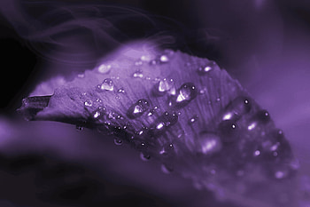 Lavender Dewdrop — Macro Flower, flower, macro HD wallpaper
