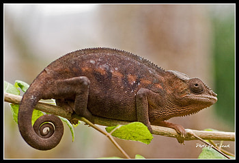 Ground_Lion, animal, reptiles, wood, graphy HD wallpaper