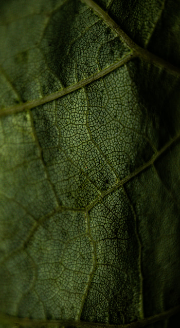 Macro, Sheet, Leaf, Veins HD phone wallpaper