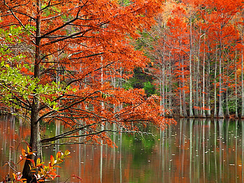 Beautiful nature, colorful, fall, colors, beautiful, leaves, reflection, trees, autumn, nature, water, water stream, forest, pond HD wallpaper
