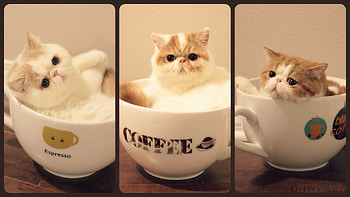 Exotic Shorthair cat, Aww-worthy moments, Cute and cuddly, Adorable charm HD wallpaper