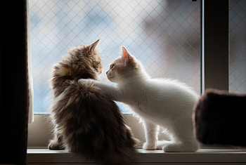 Everything Will Be Ok!, kitten, sweet, kitty, cats, cute, beautiful, animals, adorable, friends HD wallpaper