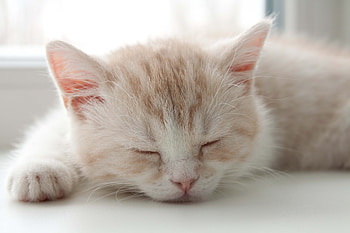 Animals, Kitty, Kitten, Muzzle, Striped, Color, Sleep, Dream HD wallpaper