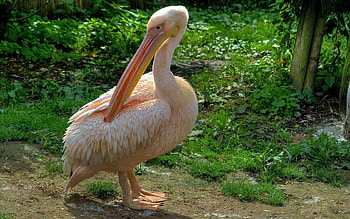 Animals, Grass, Pink, Feather, Bird, Beautiful, Pelican HD wallpaper