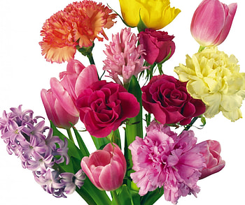 A Rainbow of Flowers, stem, boquet, colours, bunch, petals, flower, stems, color, orange, petal, purple, pink, pretty, violet, yellow, red, flowers HD wallpaper