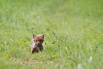 Animals, Grass, Fox, Young, Joey HD wallpaper