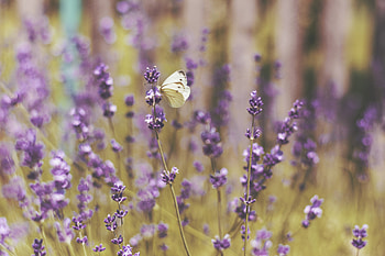 Flowers, Macro, Field, Butterfly HD wallpaper