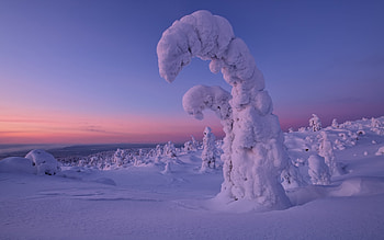 Snow Covered Trees, winter, trees, beautiful, snow HD wallpaper