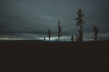 Trees, Sky, Horizon, Dark, Evening HD wallpaper