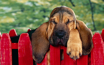 Animals, Rest, Fence, Puppy, Sleep, Relax, Eared HD wallpaper