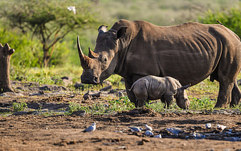 Mother rhino and baby, Wildlife scene , Morning wildlife moment, Rhino bonding HD wallpaper