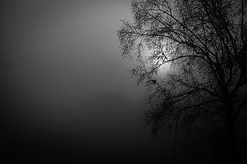 Night, Moon, Silhouette, Wood, Tree, Bw, Chb HD wallpaper