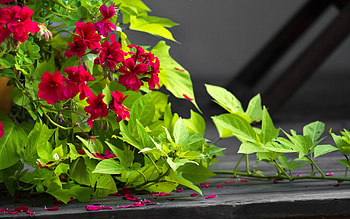 Flowers, Leaves, Bindweed, Petals, Pots, Plant Pot HD wallpaper