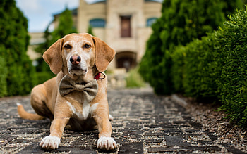 Best dog for Mac, Stunning visuals, , High-quality ry HD wallpaper