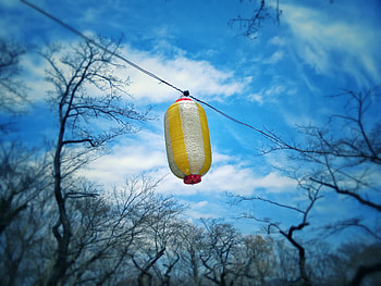 Sky, Miscellanea, Miscellaneous, Branches, Chinese Lantern, Chinese Flashlight HD wallpaper