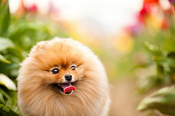 Animals, Fluffy, Dog, Muzzle, Protruding Tongue, Tongue Stuck Out HD wallpaper