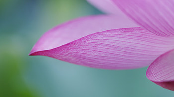 Petals, Lotus (Flower) HD wallpaper