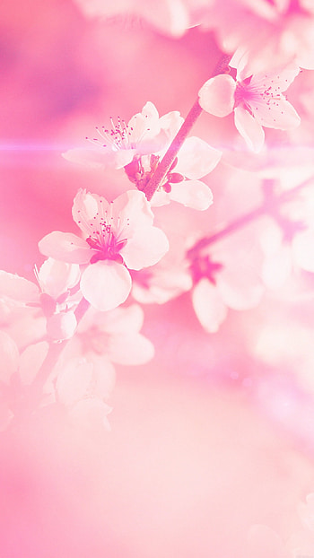 Spring Background, Pink Flowers HD phone wallpaper