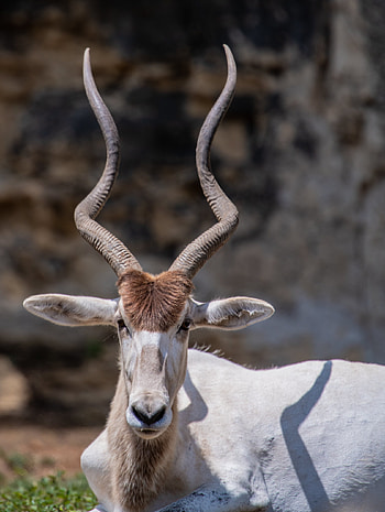 African addax portrait, Screw horned antelope, Nature's uniqueness, African wildlife HD phone wallpaper