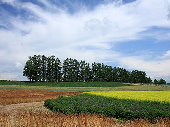 Trees, field, green, nature, forest, tree HD wallpaper