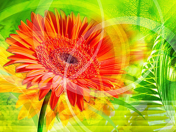 Flowers, yellow, nature, spring, orange HD wallpaper