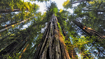 Redwood , Breathtaking scenes, Nature's magnificence, Scenic wonders HD wallpaper