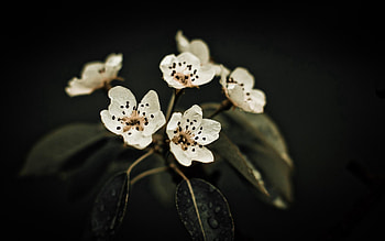 Flowers, Background, Leaves, Macro, Bloom, Flowering, Dry HD wallpaper