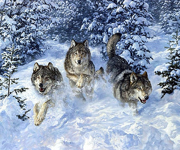 Hunting Time, winter, artwork, predators, wolves, painting, snow, wolfpack HD wallpaper