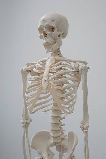 Detailed human skeleton model used for educational and scientific purposes. HD phone wallpaper