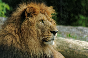 Animals, Muzzle, Lion, Predator, Mane HD wallpaper