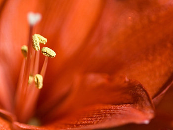 Macro, Light, Petals, Light Coloured, Lily, Stamens HD wallpaper
